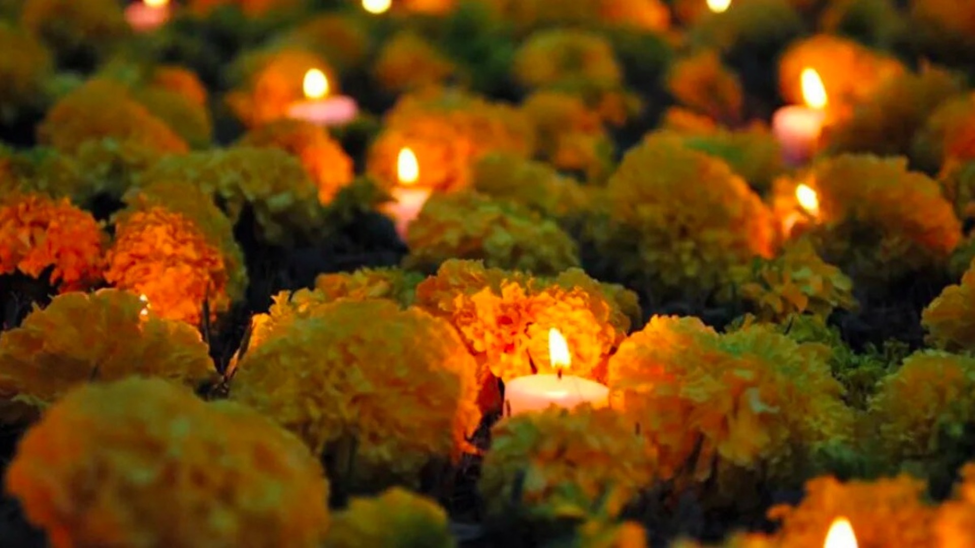 Cempasúchil, la flor que adorna el camino de los muertos - Webcams de México